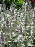 100 Seeds-Stachys Lamb's Ear Flower Seeds- Stachys Byzantina- Stachys lanata -pv397-Silvery Perennial flower spore
