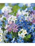 100 Seeds-Alpine Forget me not mix Flower Seeds -Myosotis Alpestris-pv424- Attractive Perennial flower seeds
