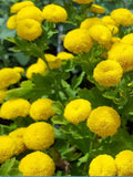 100 Seeds- Exotic  Goldball Chrysanthemum  Flower Seeds-Chrysanthemum Tanacetum Parthenium- GoldenBall-pv429 flower seeds