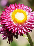 100 Seeds-Helichrysum Rose Flower Seeds- Rose Strawflower- Helichrysum Bracteatum-Paper Daisy Annual-pv457-Excellent for floral arrangements flower spore