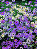 100 Seeds- Swan River Daisy Mix Flower Seeds-Brachyscome Iberidifolia-pv478 seeds bulk