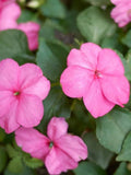 50 Seeds- Impatiens Baby Pink Flower Seeds-pv481-Impatiens Walleriana-Pink Impatiens-Jewelweed-Touch-me-not Flower flower spore