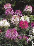 50 Seeds-Mix Cleome Flower Seeds--Spider Flower-pv490-Cleome Hassleriana- Grandfather's Whiskers-Cleome Spinosa-Annual Flower flower spore