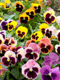 100 Seeds- Pansy Swiss Giant Mix Flower Seeds-Viola Wittrockiana-Biennial Beauty-pv495 flower seeds