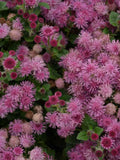 100 Seeds- Pink Floss Flower Seeds-Dwarf-Ageratum Houstonianum-pv501-Floss Flower-Mexican paintbrush-Exceptional Annual flower spore