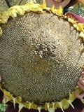 Sunflower Mongolian Giant (seeds) seeds bulk