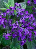 50 Seeds-Heliotrope Marine Flower Seeds-pv509-Heliotropium Arborescens-Dwarf Marine-Heliotrope-Turnsole Plant-Highly Fragrant Perennial flower spore