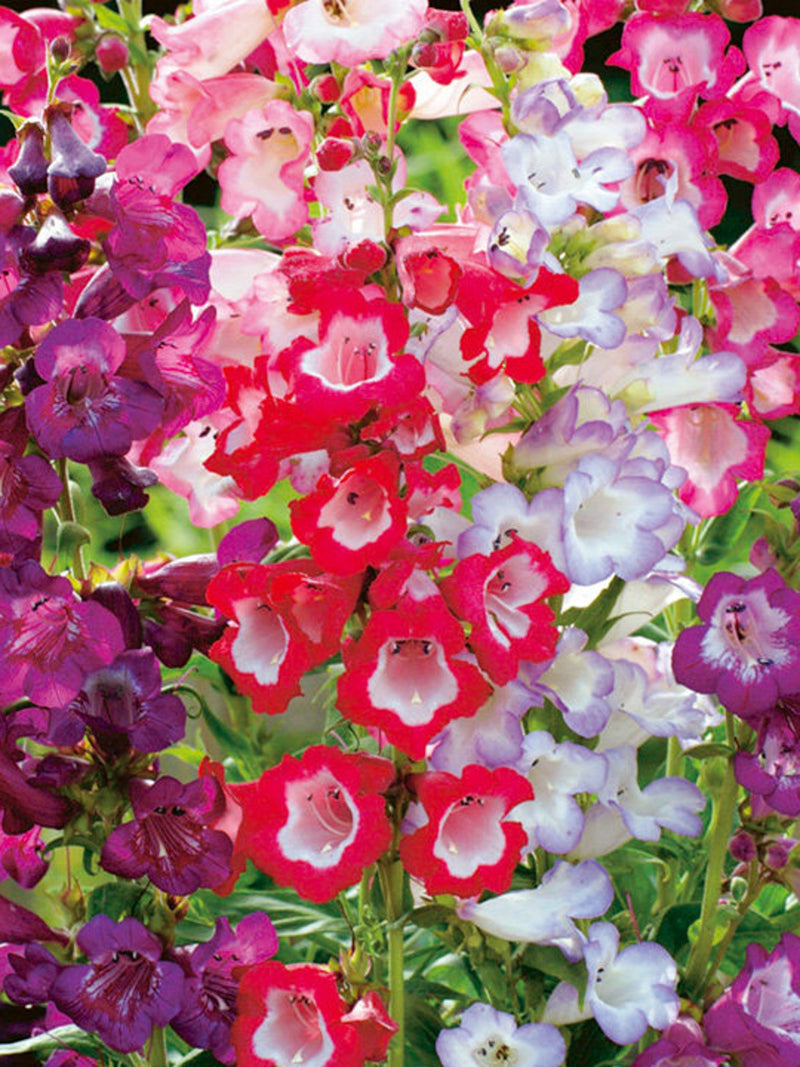 100 Seeds-  Mixed Beardtongue Flower Seeds-Penstemon Gentianoides-Hummingbirds and Butterflies attracting Perennial-pv515 flower spore