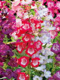 100 Seeds-  Mixed Beardtongue Flower Seeds-Penstemon Gentianoides-Hummingbirds and Butterflies attracting Perennial-pv515 flower spore