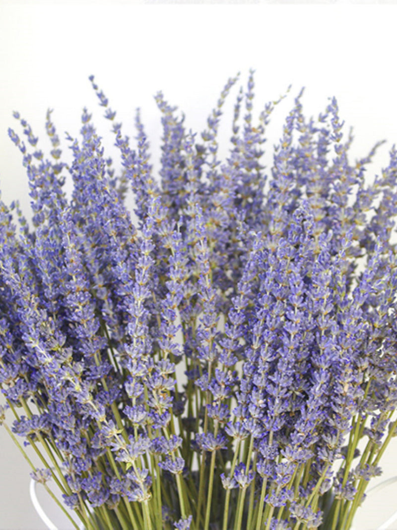 250-300 stems/bundle, lavender, high-quality dried flowers, purple lavender, wedding decoration, home decoration dried flowers FLOWER DELIVERY