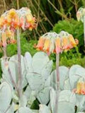 Cotyledon Seeds Mix Pack - Succulent Seeds seeds bulk