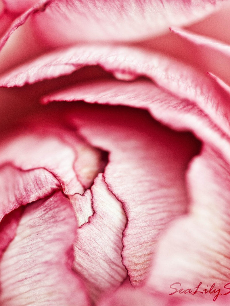 Ranunculus : flower photography pink petal romantic wedding bride love spring garden valentine home decor 8x10 11x14 16x20 20x24 24x30 Love Romance Flower