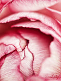 Ranunculus : flower photography pink petal romantic wedding bride love spring garden valentine home decor 8x10 11x14 16x20 20x24 24x30 Love Romance Flower