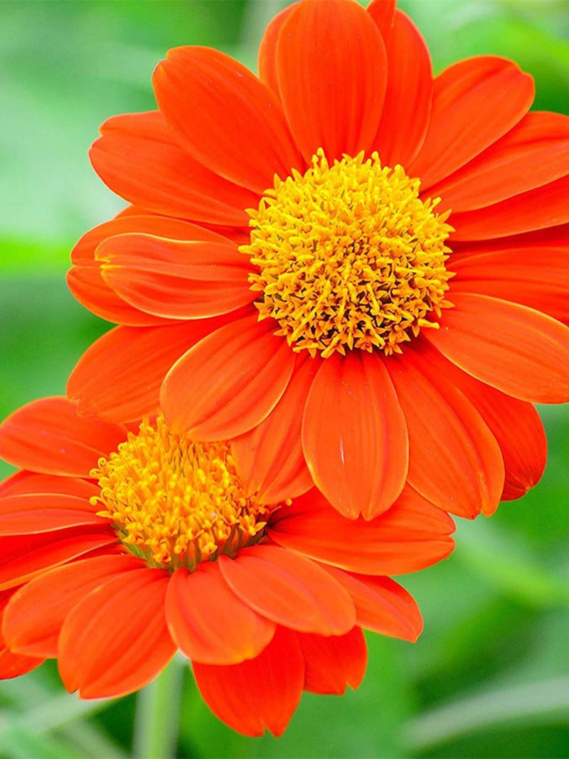 50+ Mexican Torch Orange Sunflower Seeds-B229- Tithonia Rotundifolia- Award Winning Sunflower-Speciosa Goldfinger flower spore