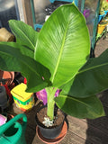Musa sikkimensis - Darjeeling Banana Plant Seeds - 5 Quality Seeds seeds bulk