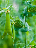 Sugar Daddy Stringless Snap Peas, Organic Seeds, Pisum sativum PI0150 seeds bulk