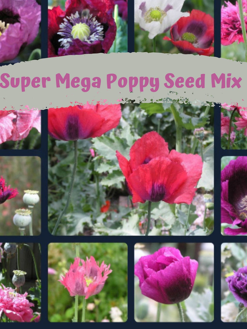 Super Mega Mix Poppy Flower Seeds 1000 plus seeds bulk