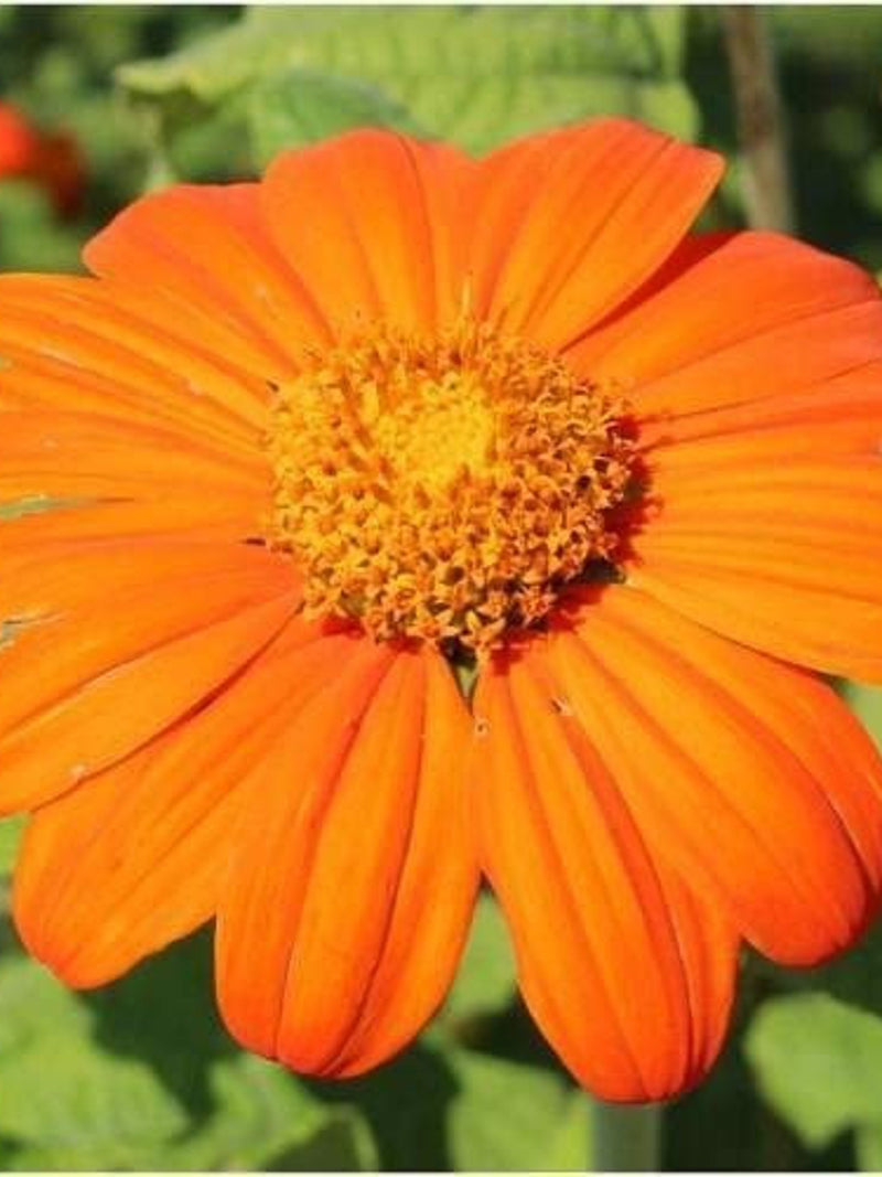 50 Pcs Mexican Torch Orange Sunflower Seeds/FL229/Tithonia rotundifolia/AAS Award Winner/Speciosa Goldfinger/ Attractive to Pollinators flower spore