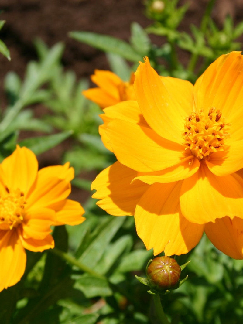 100+ Cosmos Bright Lights  Seeds-- Sulphureus Cosmos Orange-Klondike Cosmos-B227-Beautiful and Easy to grow butterfly attracting Annual flower spore