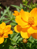 100+ Cosmos Bright Lights  Seeds-- Sulphureus Cosmos Orange-Klondike Cosmos-B227-Beautiful and Easy to grow butterfly attracting Annual flower spore