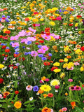 200+  All in One Wildflower Perennial Seed Mixture-B643-Beautiful Perennial Mixture flower spore