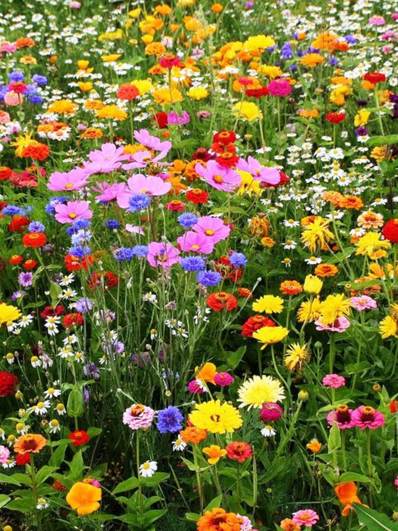 200+  All in One Wildflower Perennial Seed Mixture-B643-Beautiful Perennial Mixture flower seeds