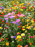 200+  All in One Wildflower Perennial Seed Mixture-B643-Beautiful Perennial Mixture flower seeds