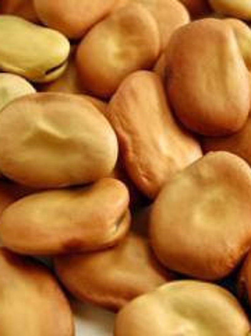 Bean Fava Broad Windsor -  'Vicia faba' - Open Pollinated/Heirloom/ GMO FREE - 25 seeds seeds bulk