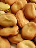 Bean Fava Broad Windsor -  'Vicia faba' - Open Pollinated/Heirloom/ GMO FREE - 25 seeds seeds bulk