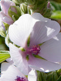 Marshmallow Seeds - Althaea Officinalis - Perennial Herb seeds bulk