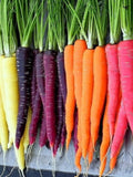 Five Color Rainbow Carrot Seeds, Organic Daucus Carota, Red, Orange, Yellow, Purple and White DC021C seeds bulk