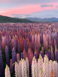 Rainbow Lupine 9 Color Mix Seeds, Lupinus polyphyllus LP0150 flower seeds