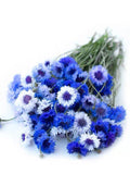 50+ seeds organic Annual Centaurea cyanus ,Cornflower Seeds - Mix seeds bulk