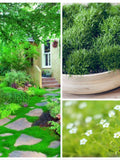 10000 Irish Moss Seeds, Sagina Subulata, Pearlwort, Ground Cover SS0110M seeds bulk