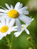 Bulk German Chamomile Seeds, Organic Matricaria chamomilla, Medicinal Herbs and Flowers MC011C seeds bulk