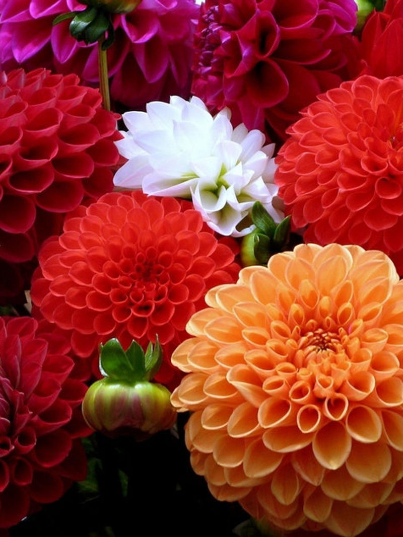Dahlia Flower Seeds Pompon mix flower seeds
