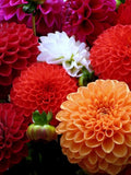 Dahlia Flower Seeds Pompon mix flower seeds