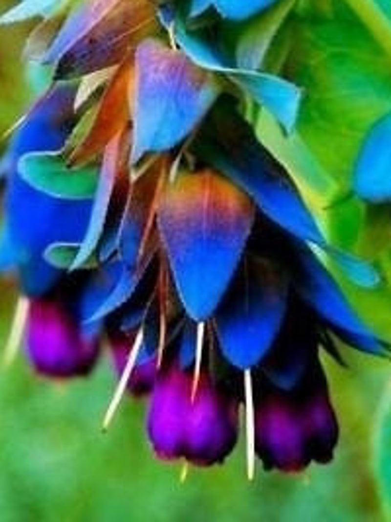 Cerinthe Major, Pride of Gibraltar, Honeywort Seeds, Blue Shrimp Plant, Purpurascens CM0110 flower seeds