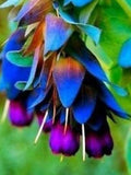 Cerinthe Major, Pride of Gibraltar, Honeywort Seeds, Blue Shrimp Plant, Purpurascens CM0110 flower seeds