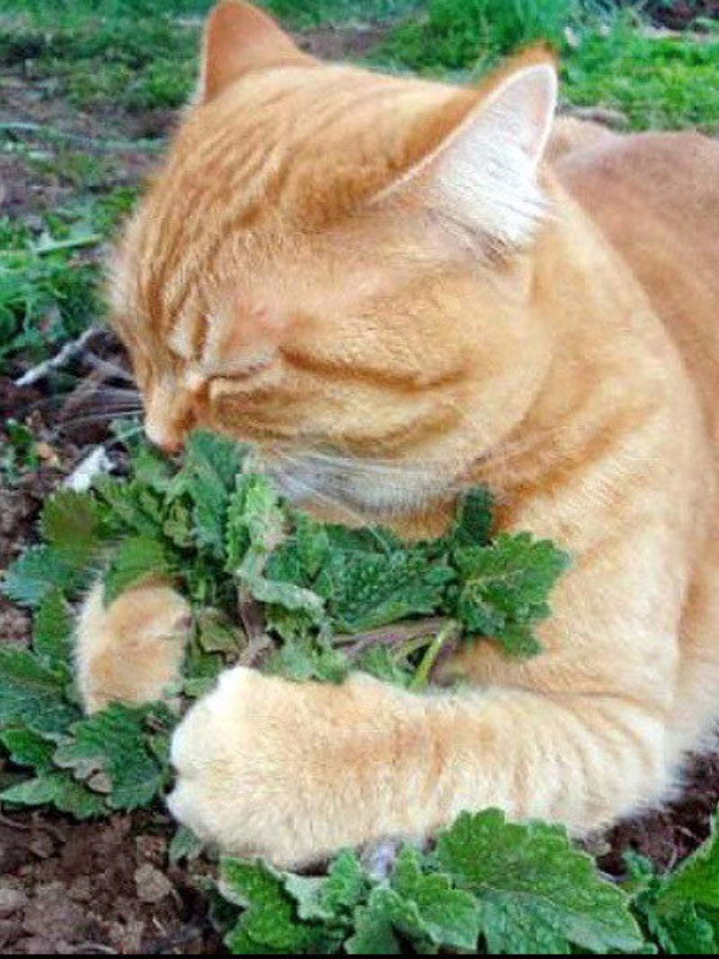 Bulk Catnip seeds, Heirloom, Nepeta Cataria NE011C seeds bulk