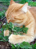 Bulk Catnip seeds, Heirloom, Nepeta Cataria NE011C seeds bulk