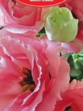 Eustoma / Lisianthus Rosie lavander pink F1 terry grandiflora Flower Seeds flower seeds