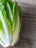 Bulk Parris Island Romaine Lettuce Seeds, Lactuca Sativa LC013C seeds bulk