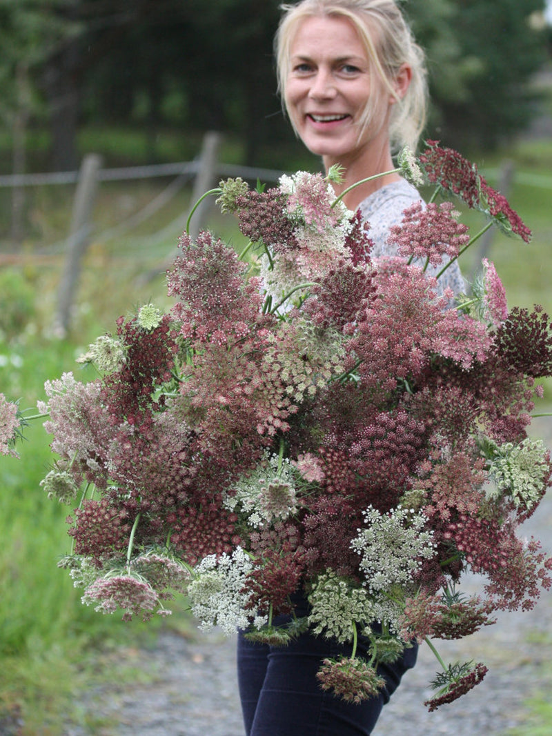 150 DARA Seeds Chocolate Lace Wilde Mšhre Samen Graines Zaden S_klas Semi seeds bulk