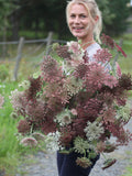 150 DARA Seeds Chocolate Lace Wilde Mšhre Samen Graines Zaden S_klas Semi seeds bulk