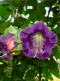 Cobia Purple Bell Seeds: Organic Annual Garden Flower flower spore