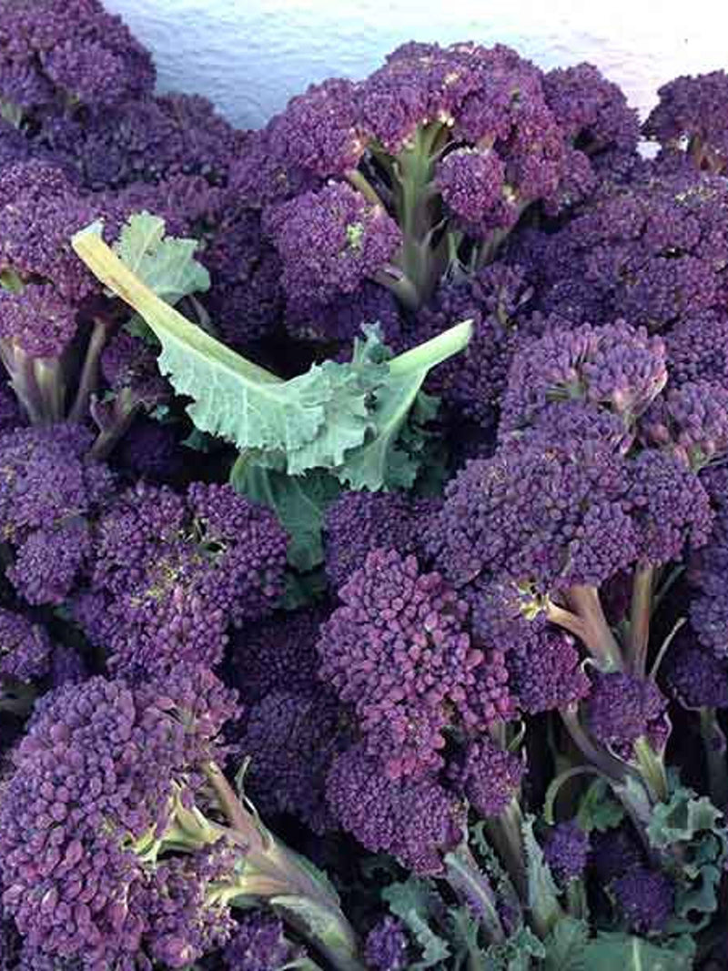 Broccoli Purple Early Sprouting (500 seeds) flower spore