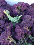 Broccoli Purple Early Sprouting (500 seeds) flower spore