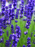 Bulk English Lavender seeds, Lavandula Augustifolia, Vera LA015C seeds bulk