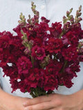 50+seeds Ruby Snapdragons (Antirrhinum majus ) flower spore